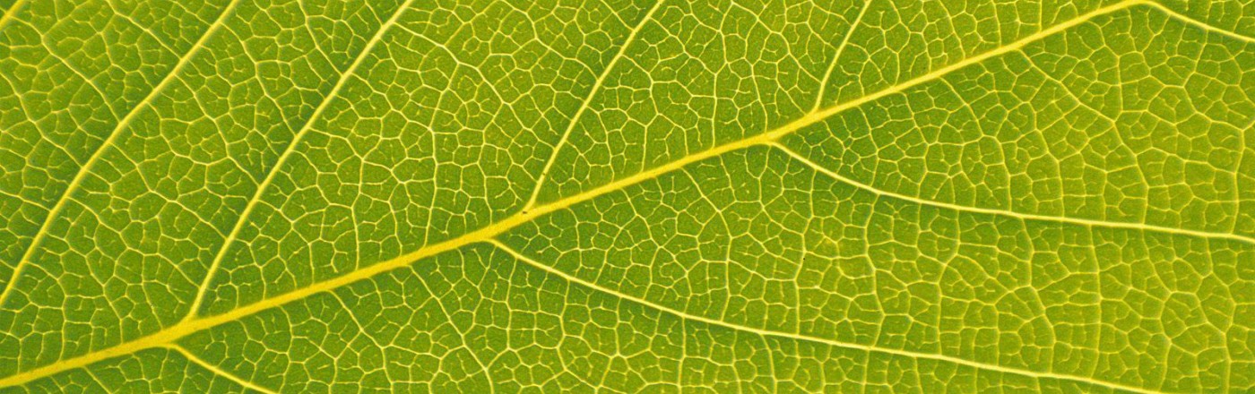leaf macro background 1